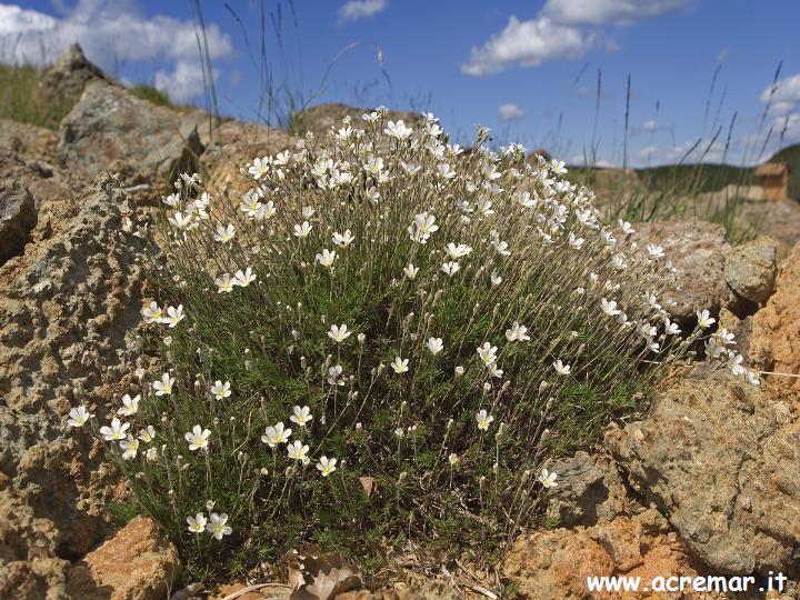 Minuartia laricifolia subsp. ophiolitica